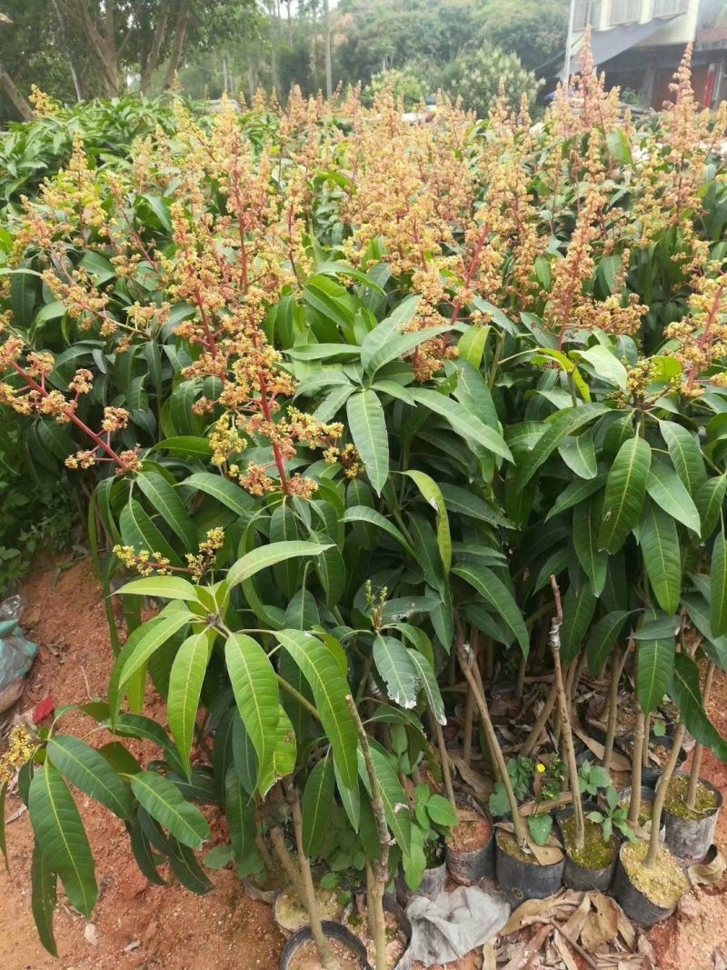 【特价】芒果苗红贵妃2年嫁接苗包邮