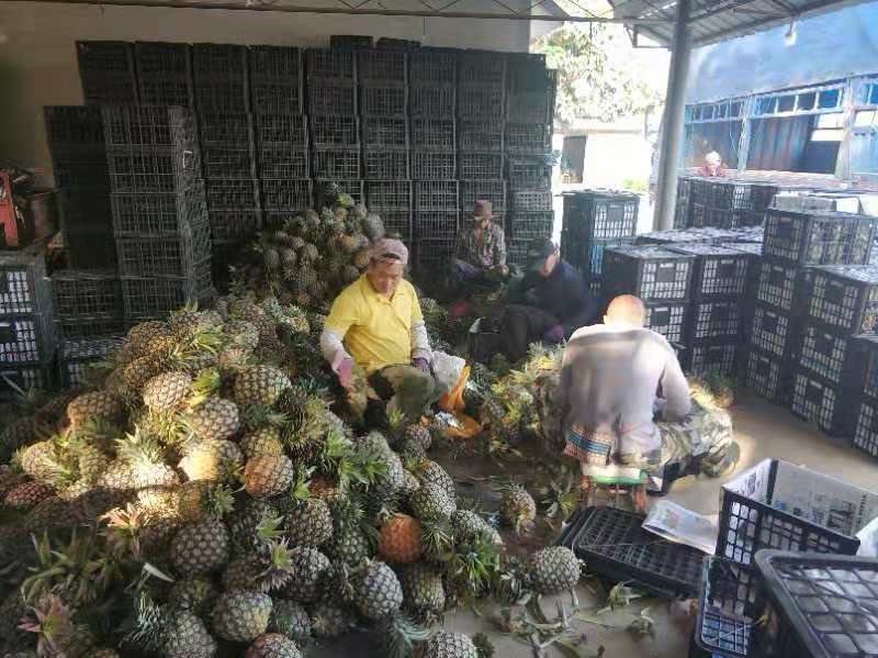凤梨