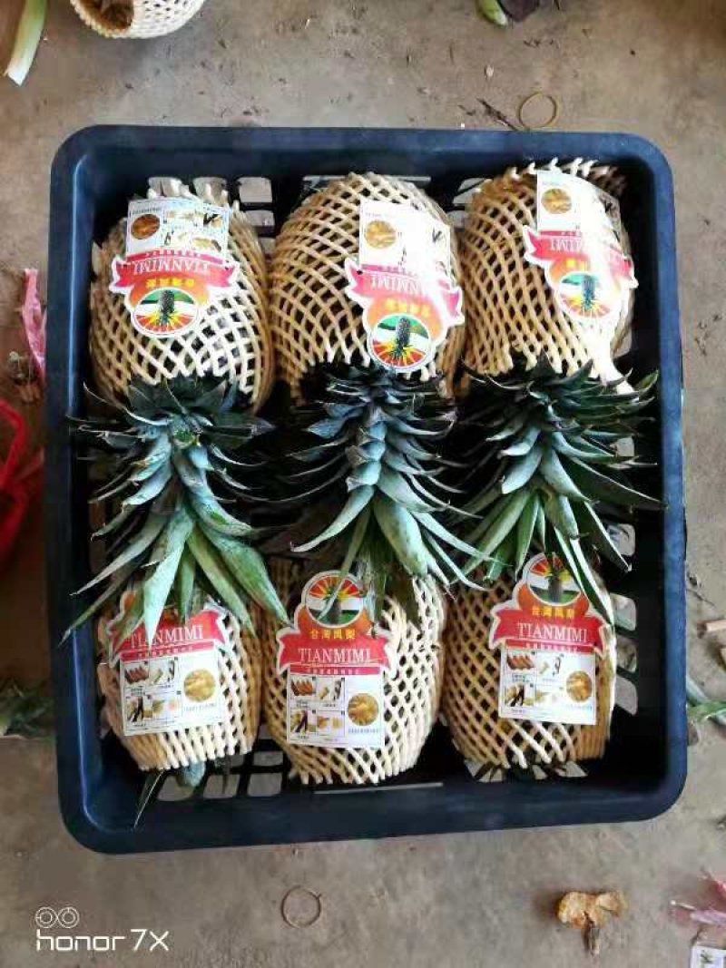 无眼菠萝