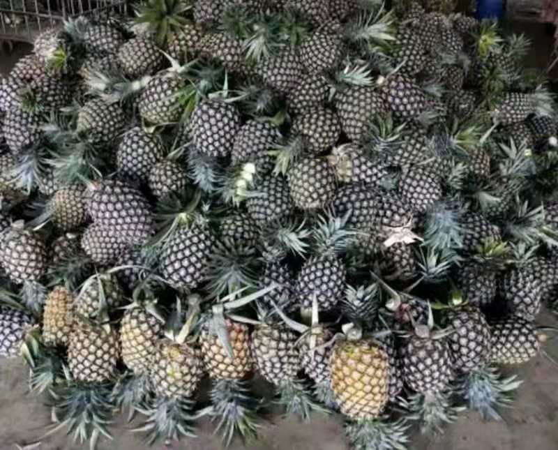 无眼菠萝
