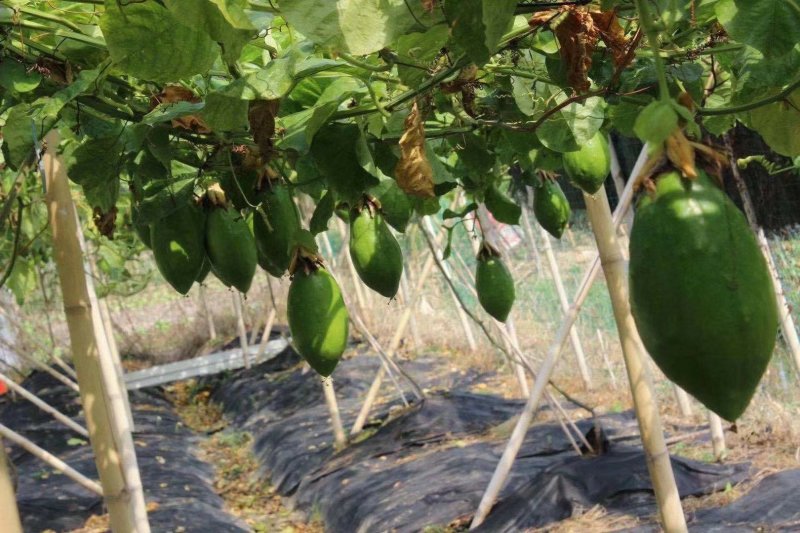 新品种木瓜香蜜百香果苗木瓜香蜜百香果苗嫁接苗