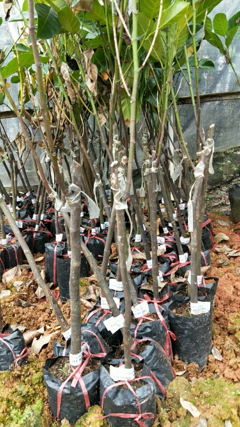 【有优惠】菠萝蜜苗泰国红肉菠萝蜜苗包邮