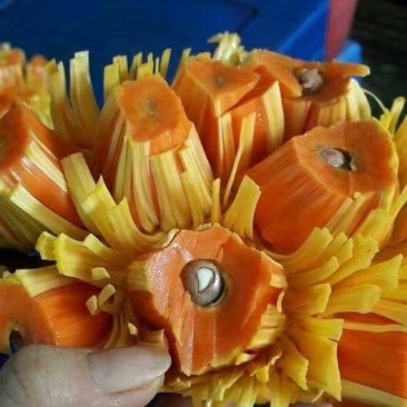 【有优惠】菠萝蜜苗泰国红肉菠萝蜜苗包邮