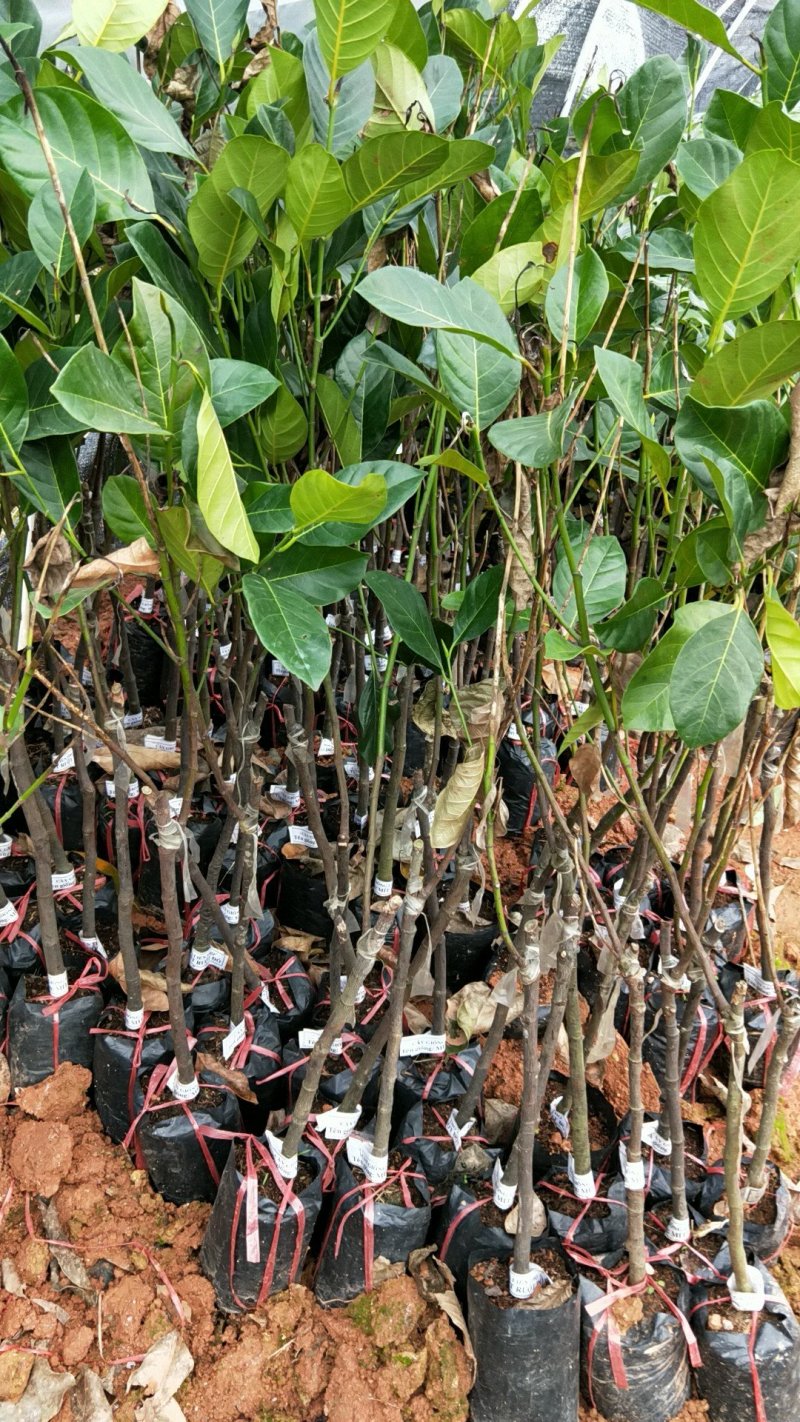 【有优惠】菠萝蜜苗泰国红肉菠萝蜜苗包邮