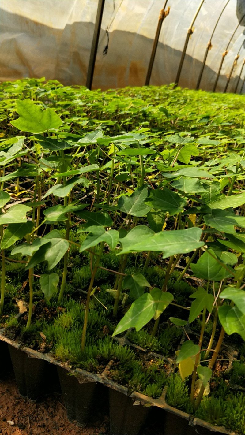 【木瓜苗】青皮红肉木瓜苗水果木瓜苗