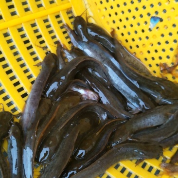 优质胡子鲶/塘角苗/塘虱苗