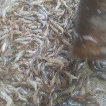河虾