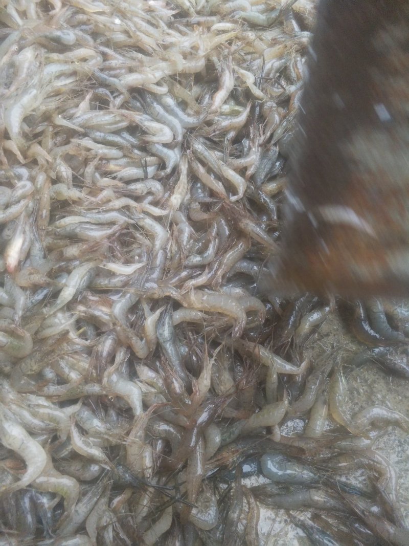 河虾