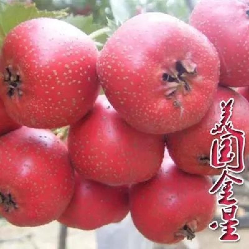 山楂树苗超金星山楂苗嫁接山楂苗大金星山楂树苗当年结果