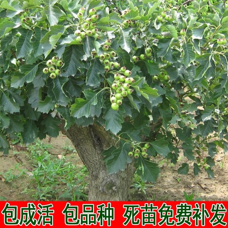 山楂树苗超金星山楂苗嫁接山楂苗大金星山楂树苗当年结果