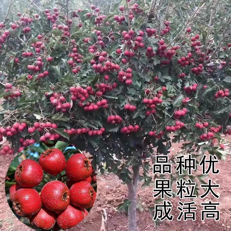山楂树苗超金星山楂苗嫁接山楂苗大金星山楂树苗当年结果