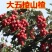 嫁接无籽山楂树苗大五棱山楂苗当年结果南方北方盆栽地栽
