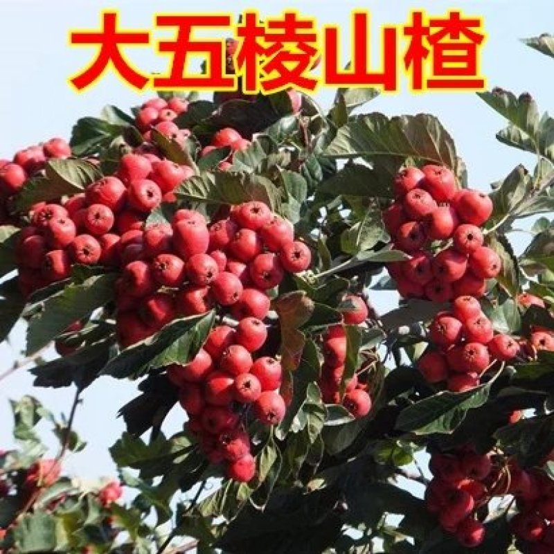 嫁接无籽山楂树苗大五棱山楂苗当年结果南方北方盆栽地栽