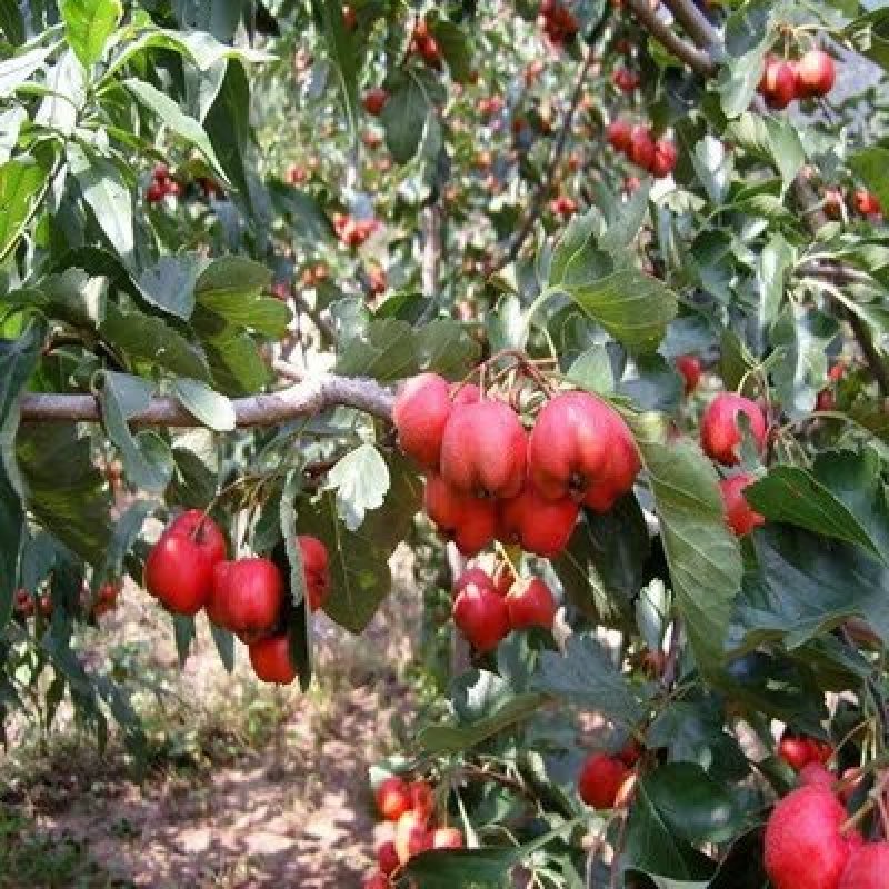 嫁接无籽山楂树苗大五棱山楂苗当年结果南方北方盆栽地栽