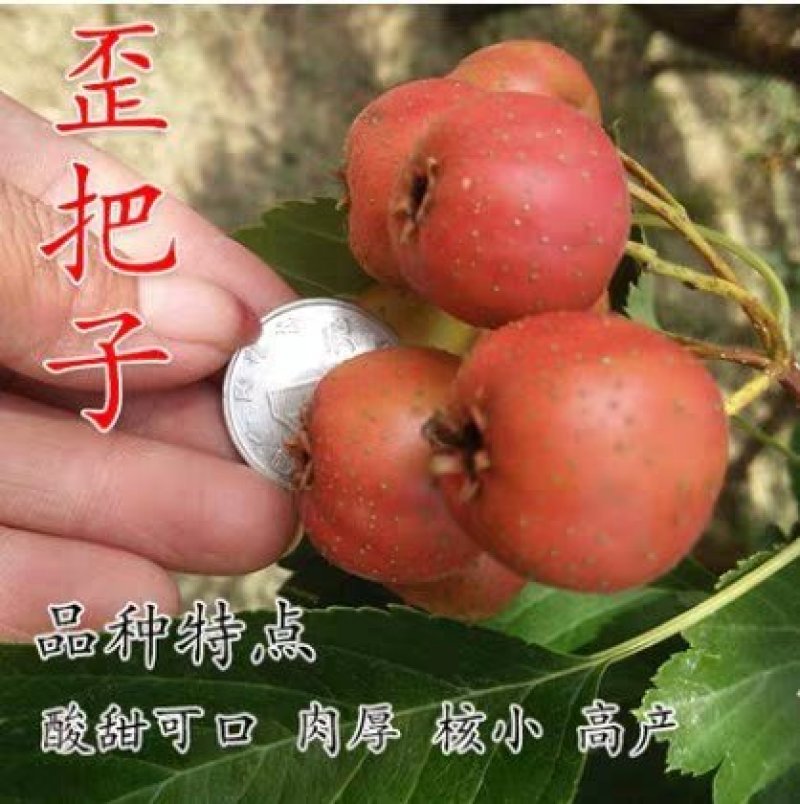 山楂苗歪把子山楂苗朝鲜红山楂树苗当年结果南北方种植盆栽果