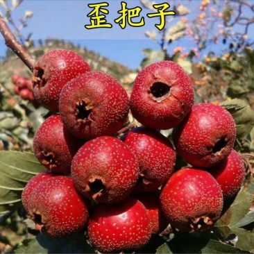 山楂苗歪把子山楂苗朝鲜红山楂树苗当年结果南北方种植盆栽果