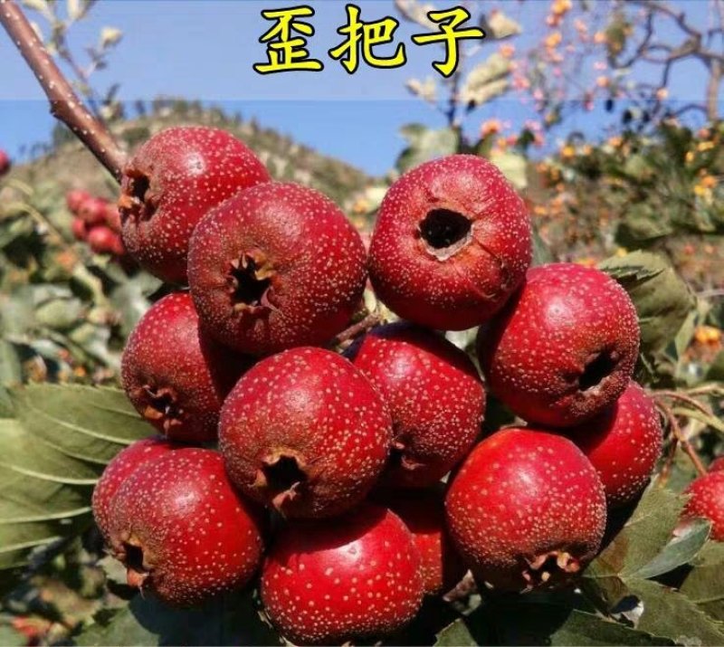 山楂苗歪把子山楂苗朝鲜红山楂树苗当年结果南北方种植盆栽果