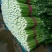 芹菜【河南开封通许万亩基地直供高质量高标准】