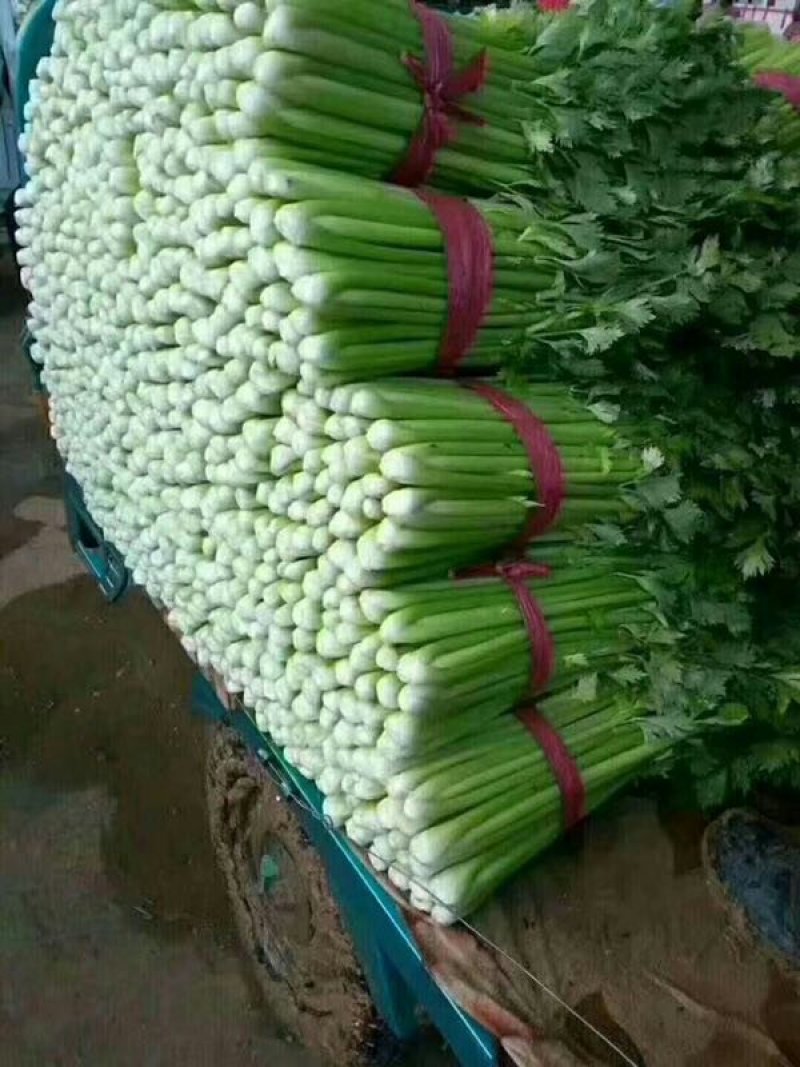 芹菜【河南开封通许万亩基地直供高质量高标准】