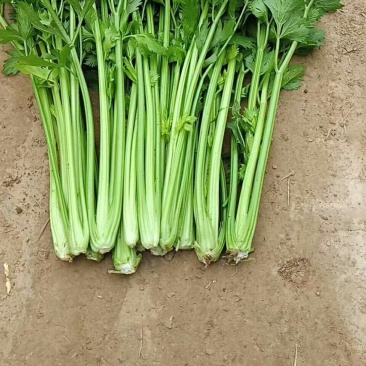 芹菜【河南开封通许万亩基地直供高质量高标准】