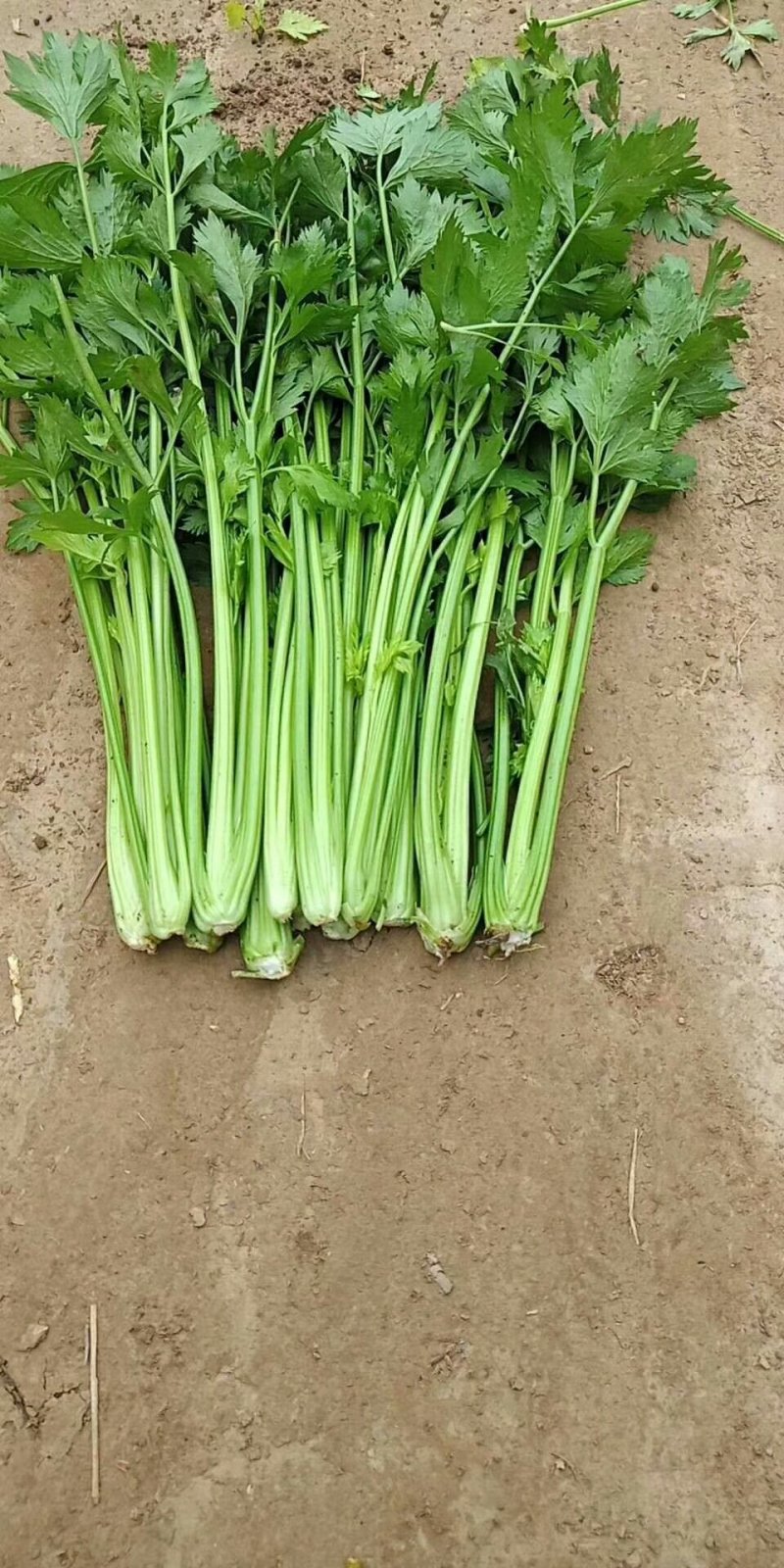 芹菜【河南开封通许万亩基地直供高质量高标准】
