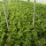 芹菜【河南开封通许万亩基地直供高质量高标准】