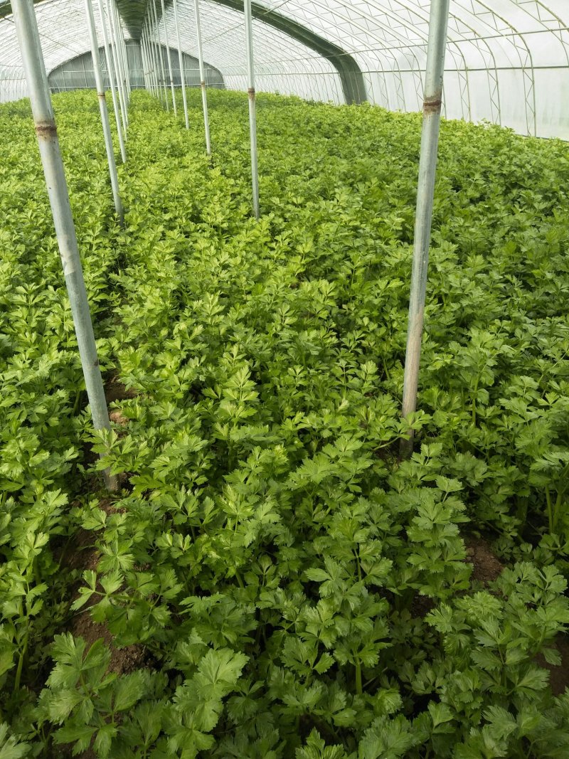 芹菜【河南开封通许万亩基地直供高质量高标准】