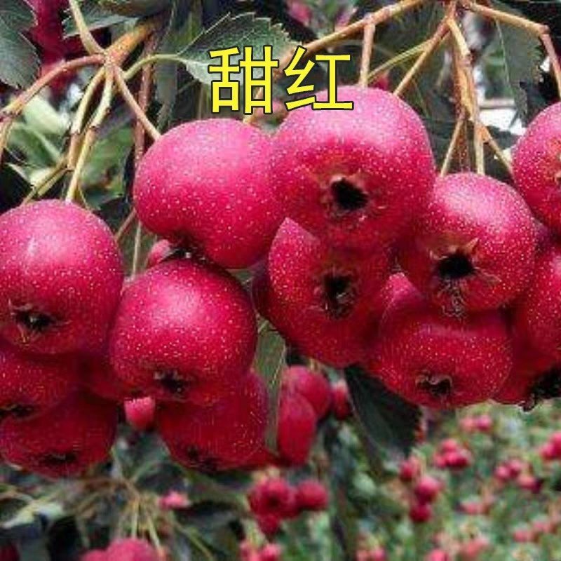 山楂树苗南方北方种植甜红子树苗庭院甜山楂当年结果嫁接果