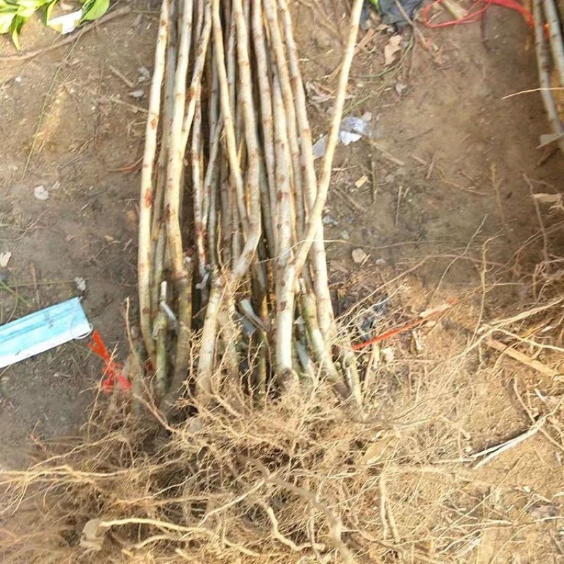 山楂树苗南方北方种植甜红子树苗庭院甜山楂当年结果嫁接果