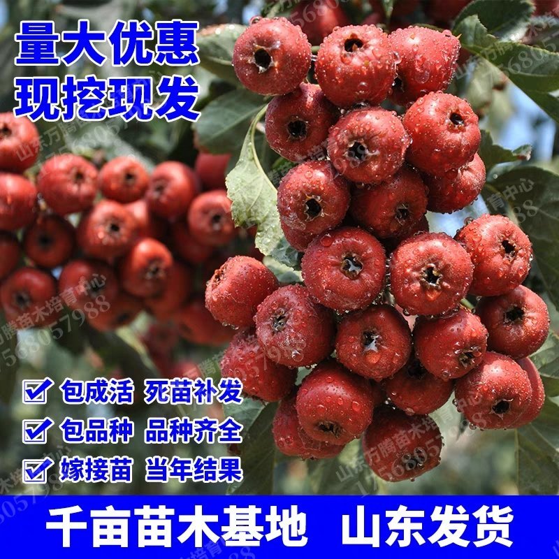 山楂树苗南方北方种植甜红子树苗庭院甜山楂当年结果嫁接果