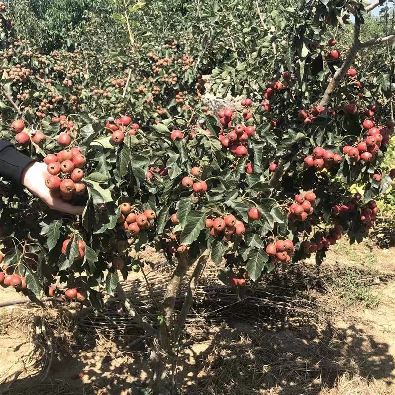山楂树苗南方北方种植甜红子树苗庭院甜山楂当年结果嫁接果
