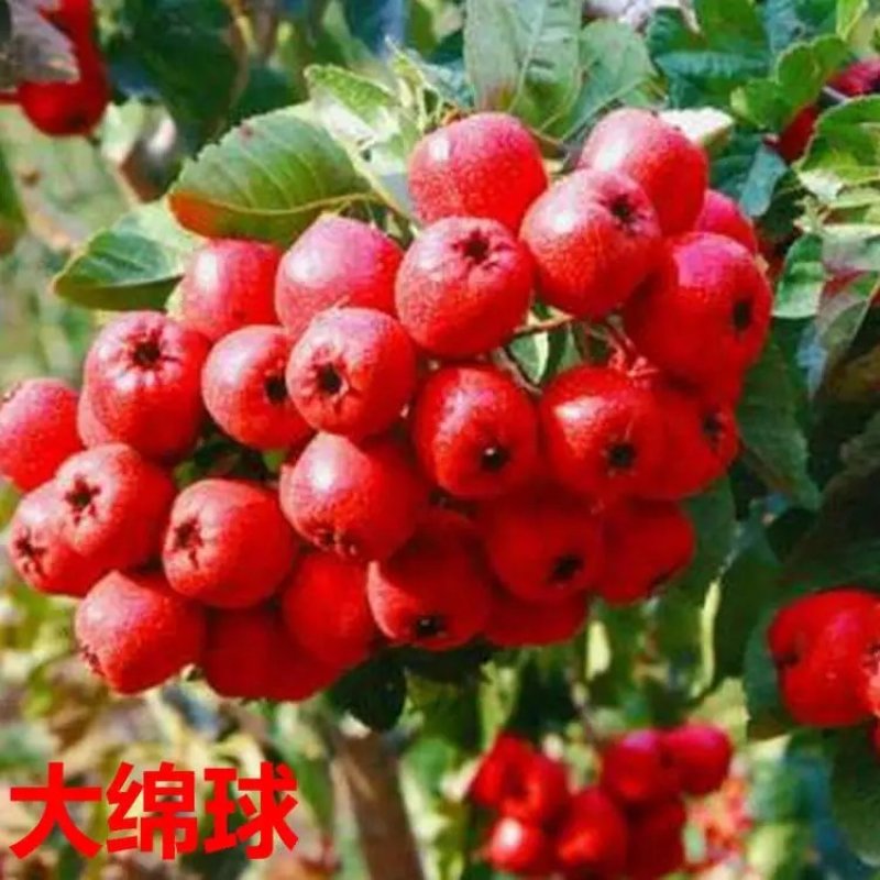 大棉球山楂苗盆栽地栽山楂果树苗当年结果四季南北方种植