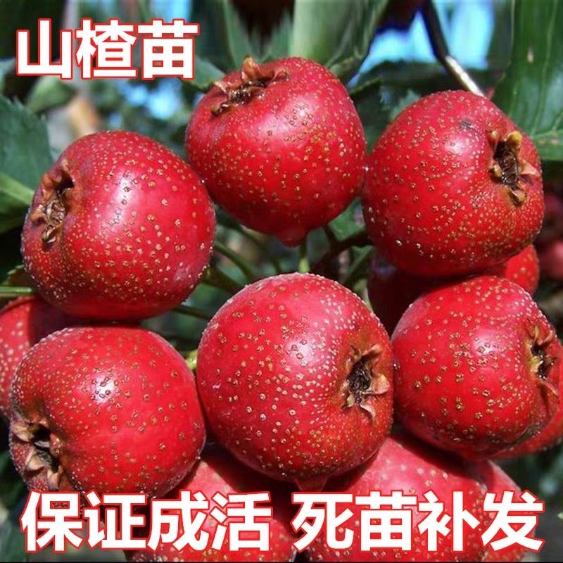 大棉球山楂苗盆栽地栽山楂果树苗当年结果四季南北方种植