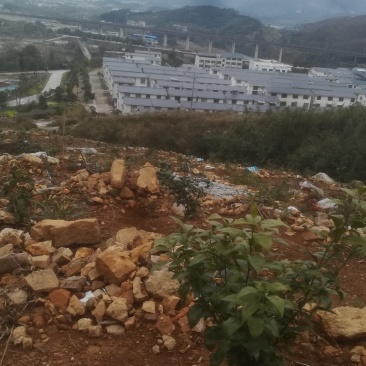 2年沃甘基地～10-24亩～
