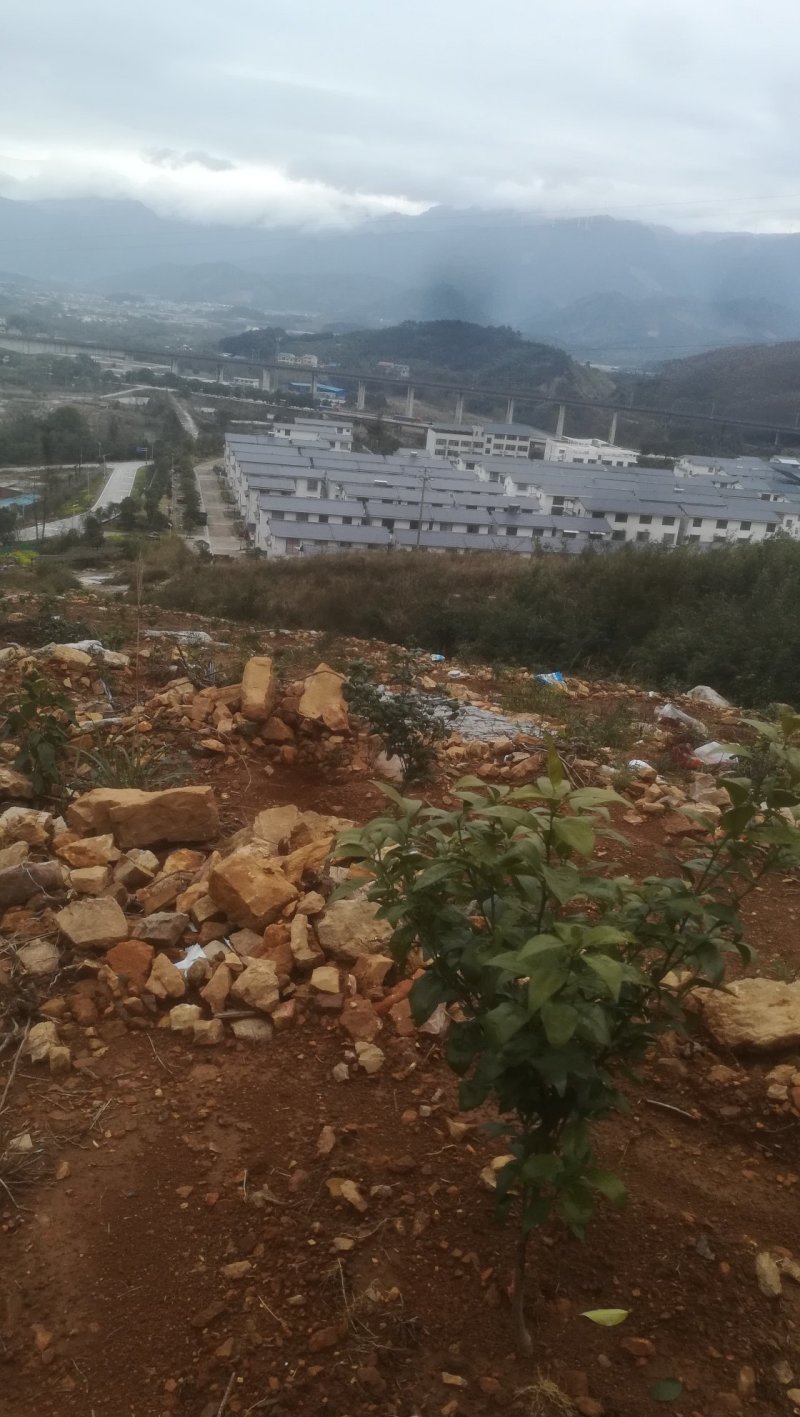 2年沃甘基地～10-24亩～
