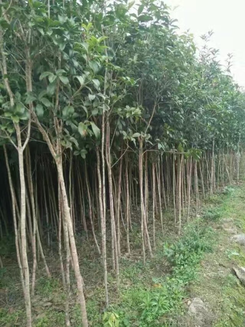 桂花苗