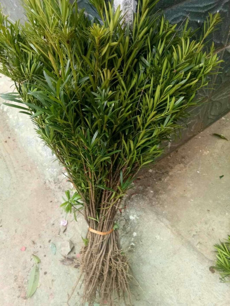 罗汉松