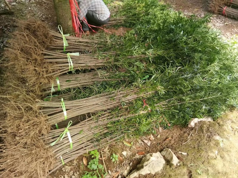 罗汉松