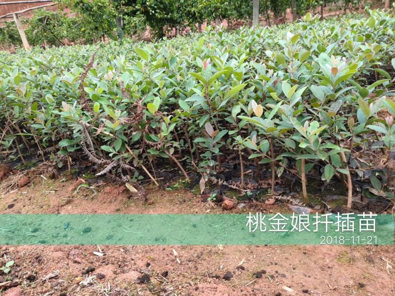 广西桃金娘苗稔子树苗山稔岗稔