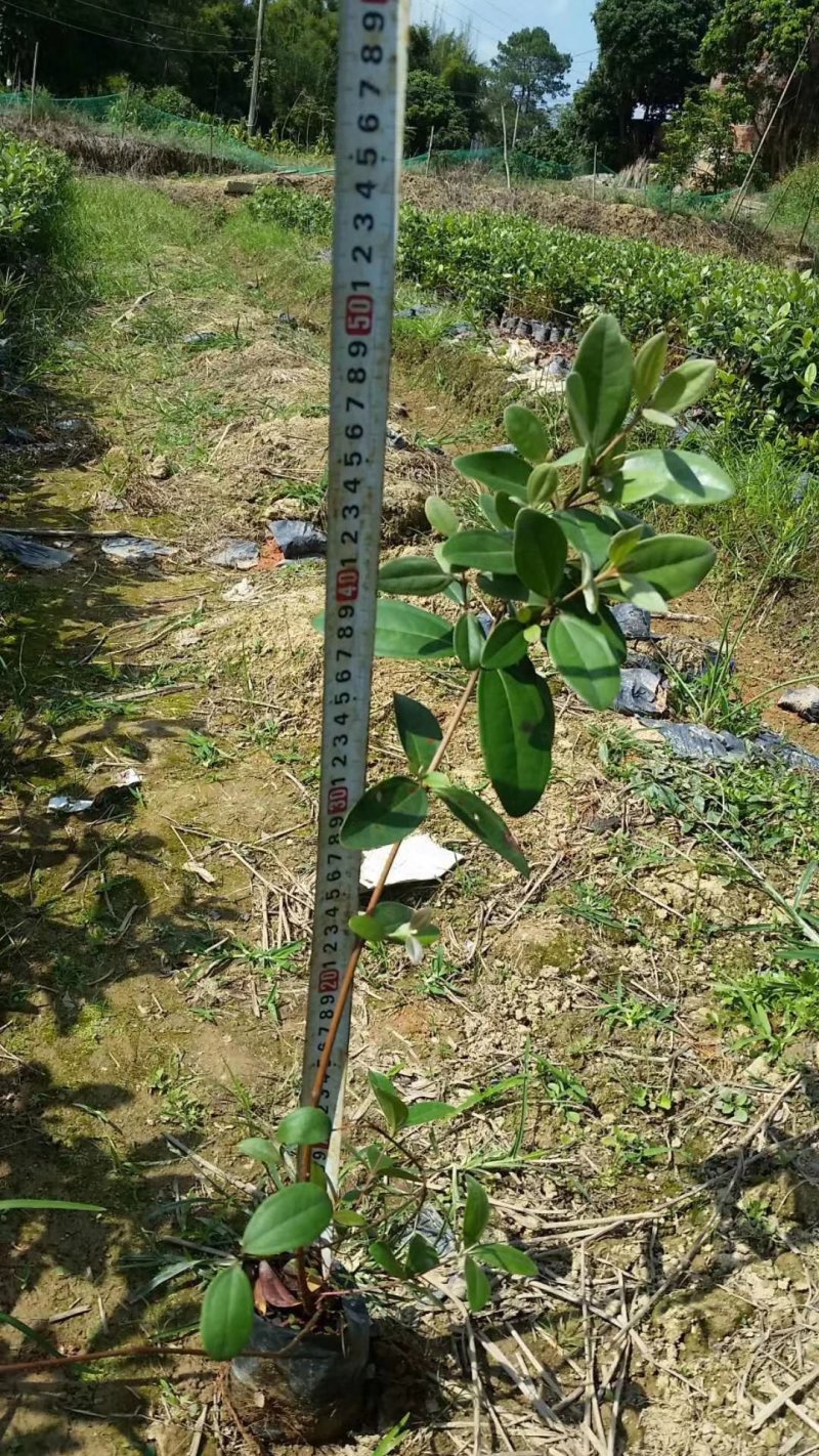 广西桃金娘苗稔子树苗山稔岗稔