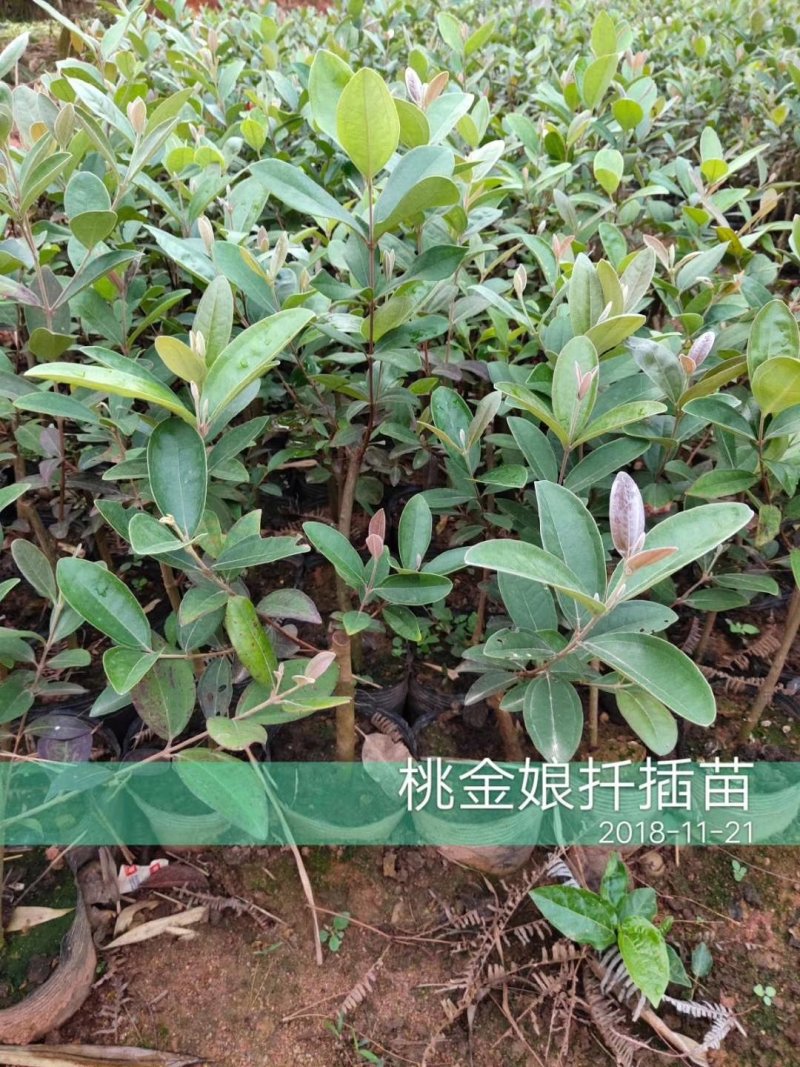广西桃金娘苗稔子树苗山稔岗稔