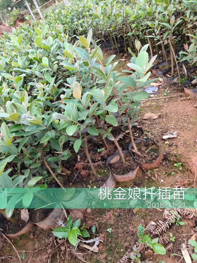 广西桃金娘苗稔子树苗山稔岗稔