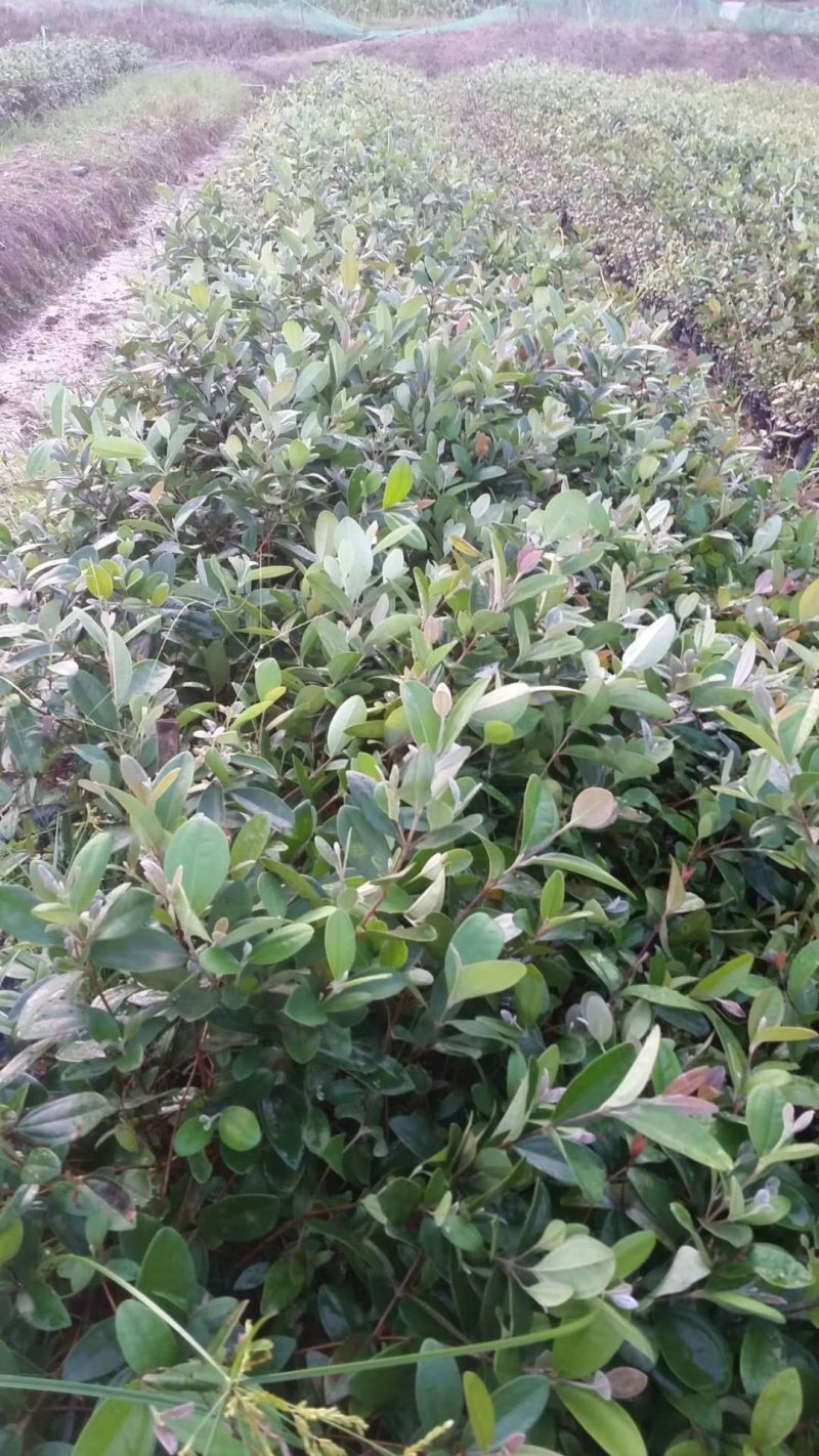 广西桃金娘苗稔子树苗山稔岗稔
