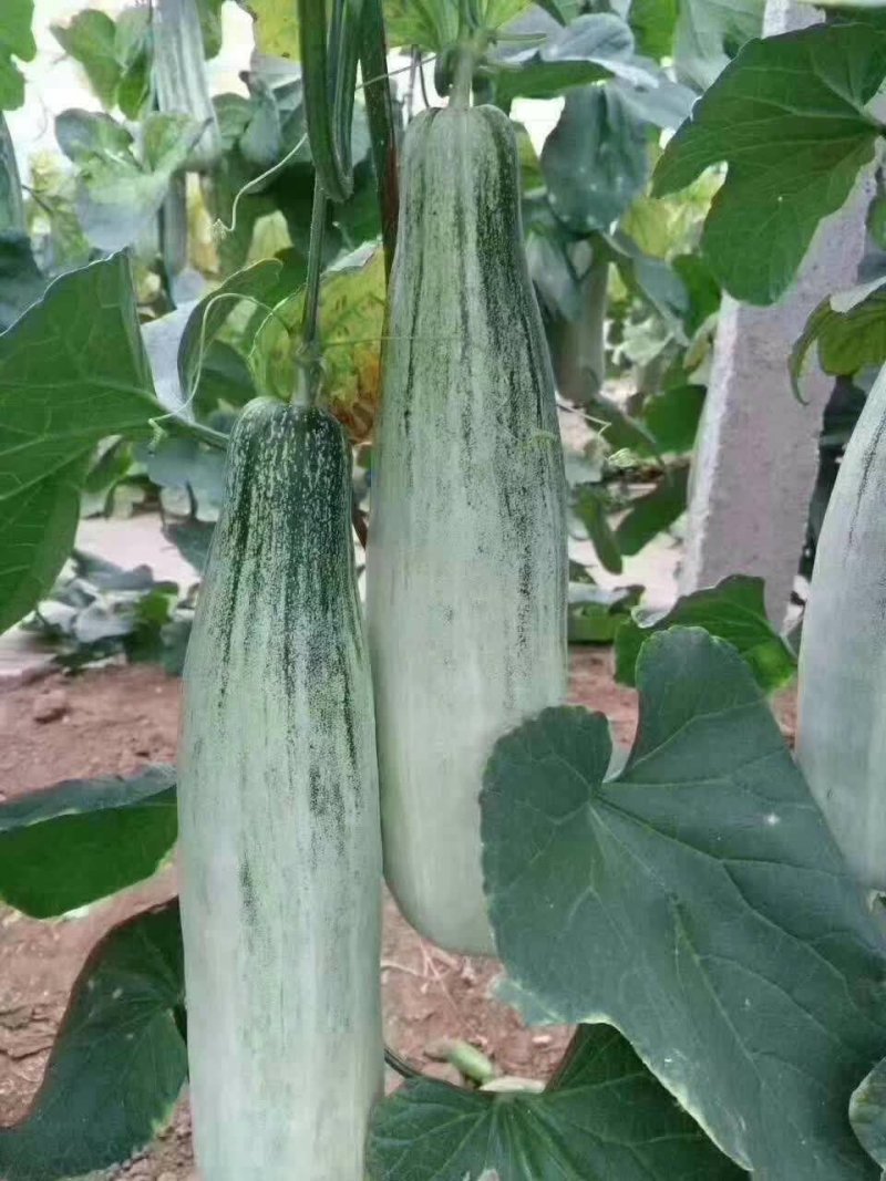 寿光田马羊角蜜大量上市质量杠杠的包装装车一条龙服务