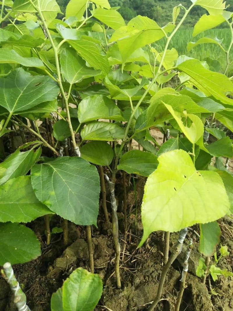 果桑苗台湾长果桑十大果桑嫁接苗