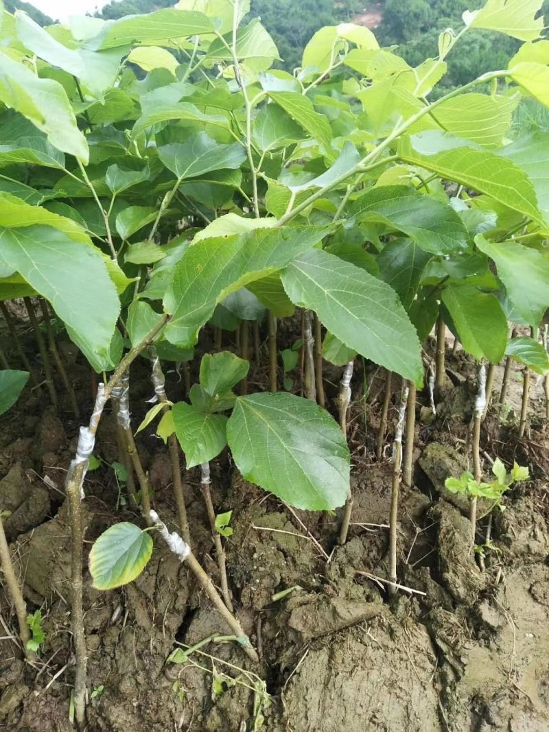 果桑苗台湾长果桑十大果桑嫁接苗