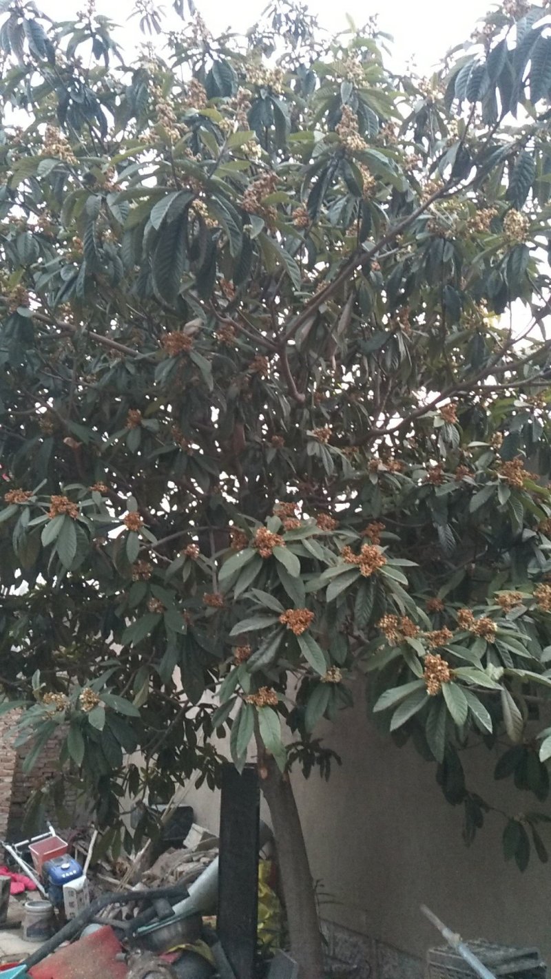 枇杷树