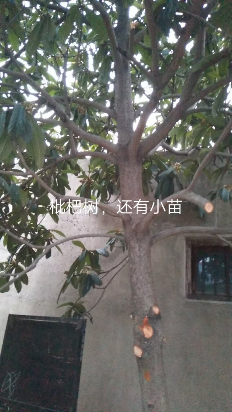 枇杷树
