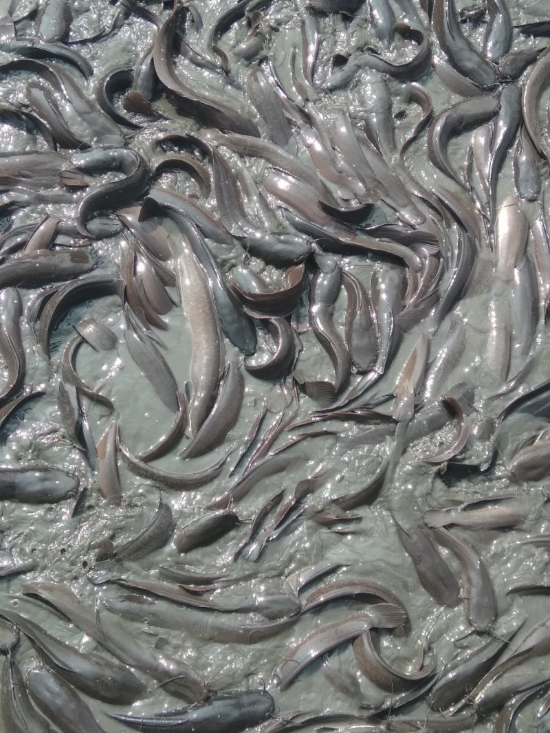 鲶鱼