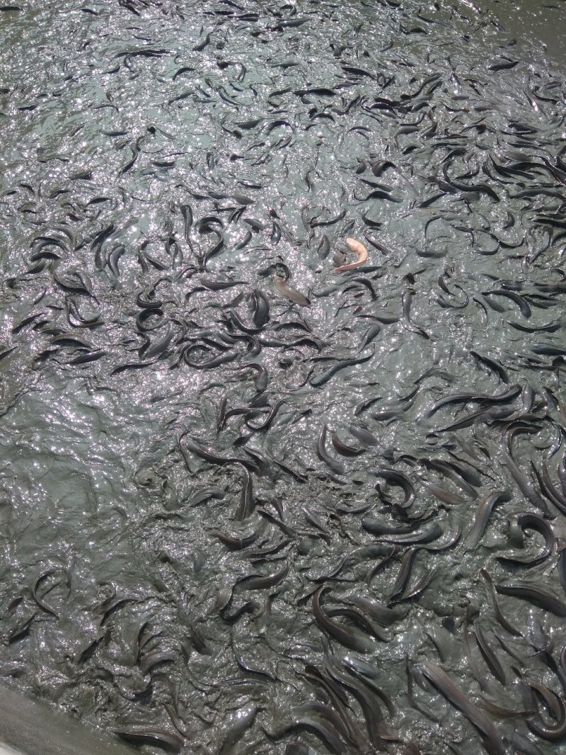鲶鱼